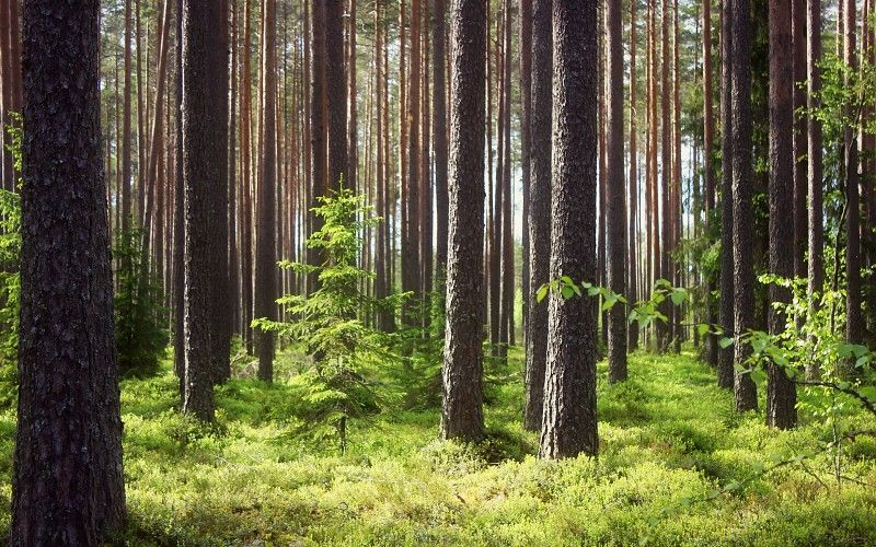 Bosques Naturales